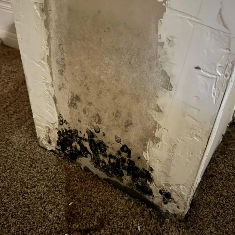 Professional Mold Removal in San Carlos, AZ